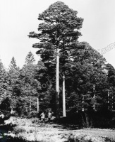 Trees, Harewood Estate